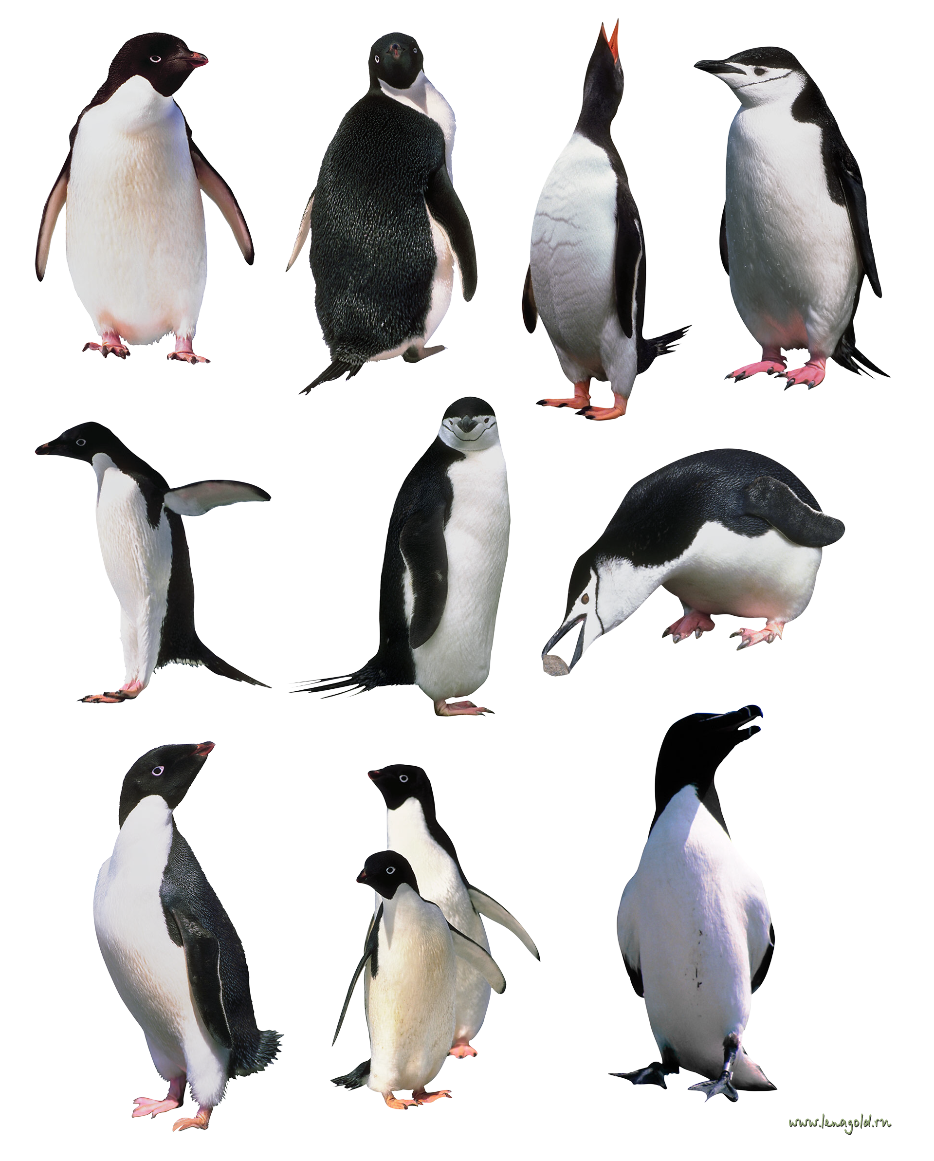 clipart penquin rockhopper penguin