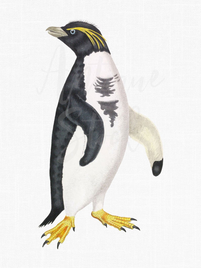 clipart penguin rockhopper penguin