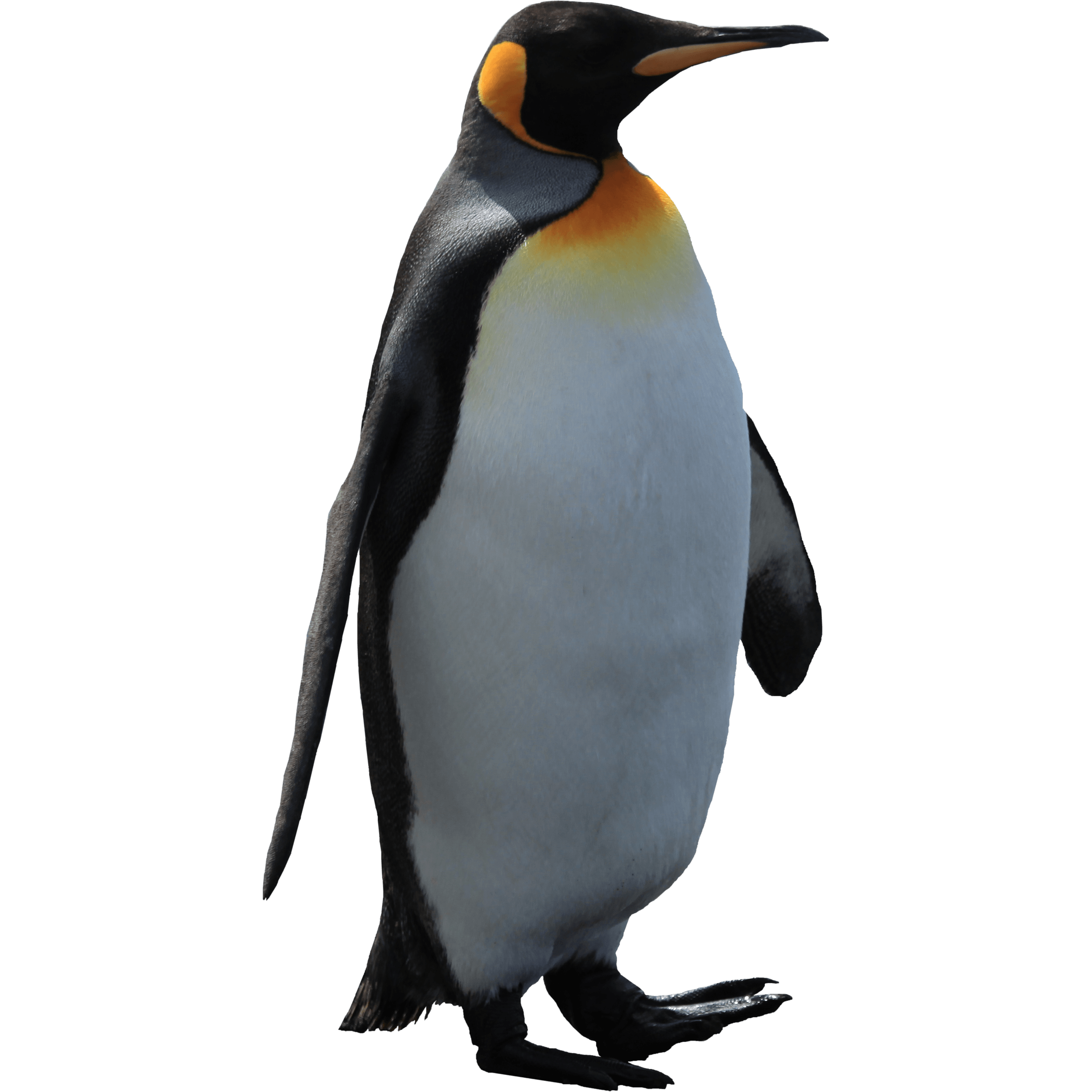 clipart penguin transparent background
