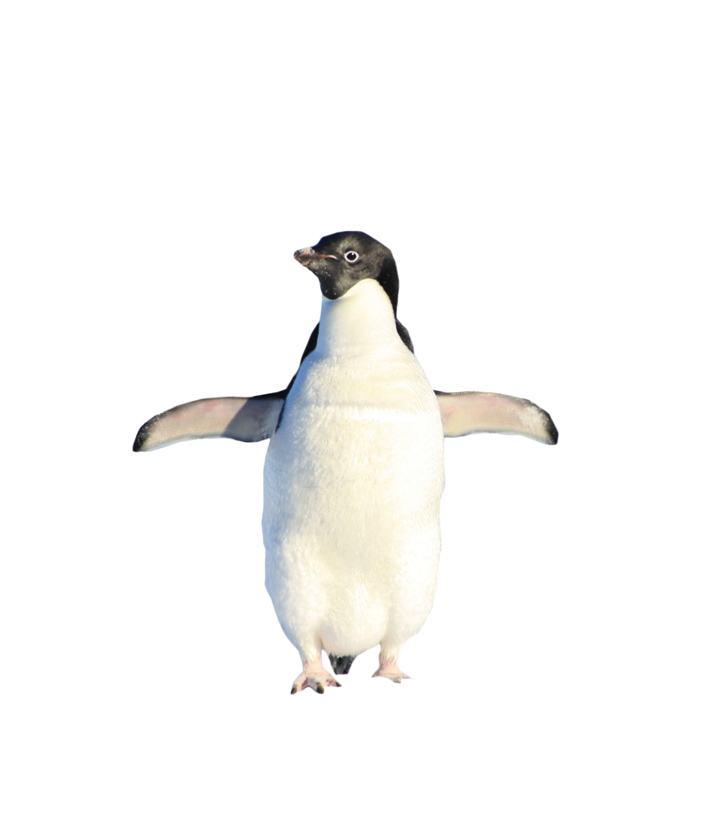 clipart walking penguin
