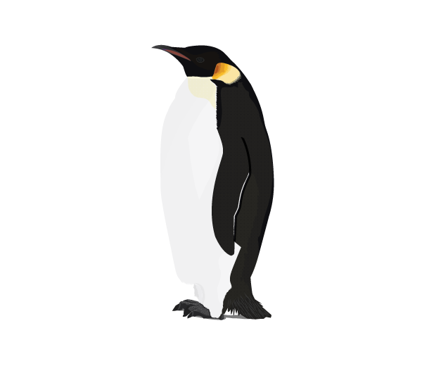 clipart penquin arctic penguin