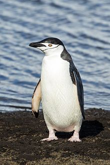 clipart penquin penguin egg