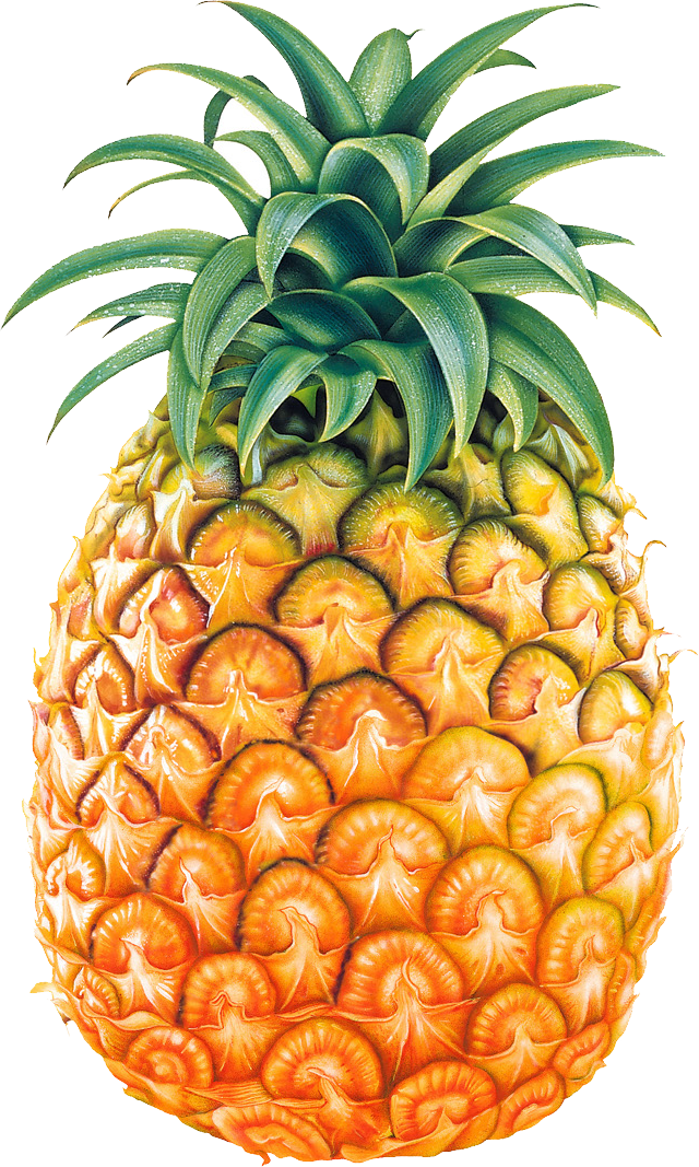 Images free pictures download. Person clipart pineapple