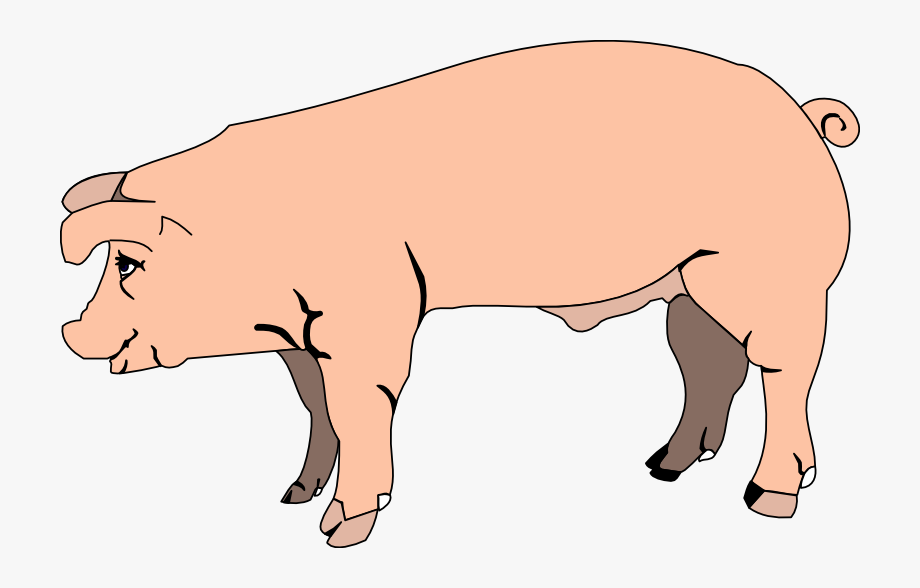 pigs clipart clear background