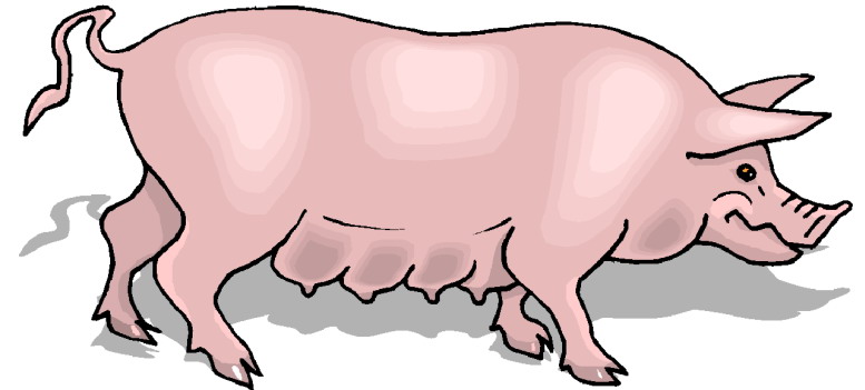 Free cliparts download clip. Clipart pig female pig