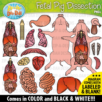 pig clipart fetal pig