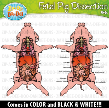 Realistic dissection set zip. Clipart pig fetal pig