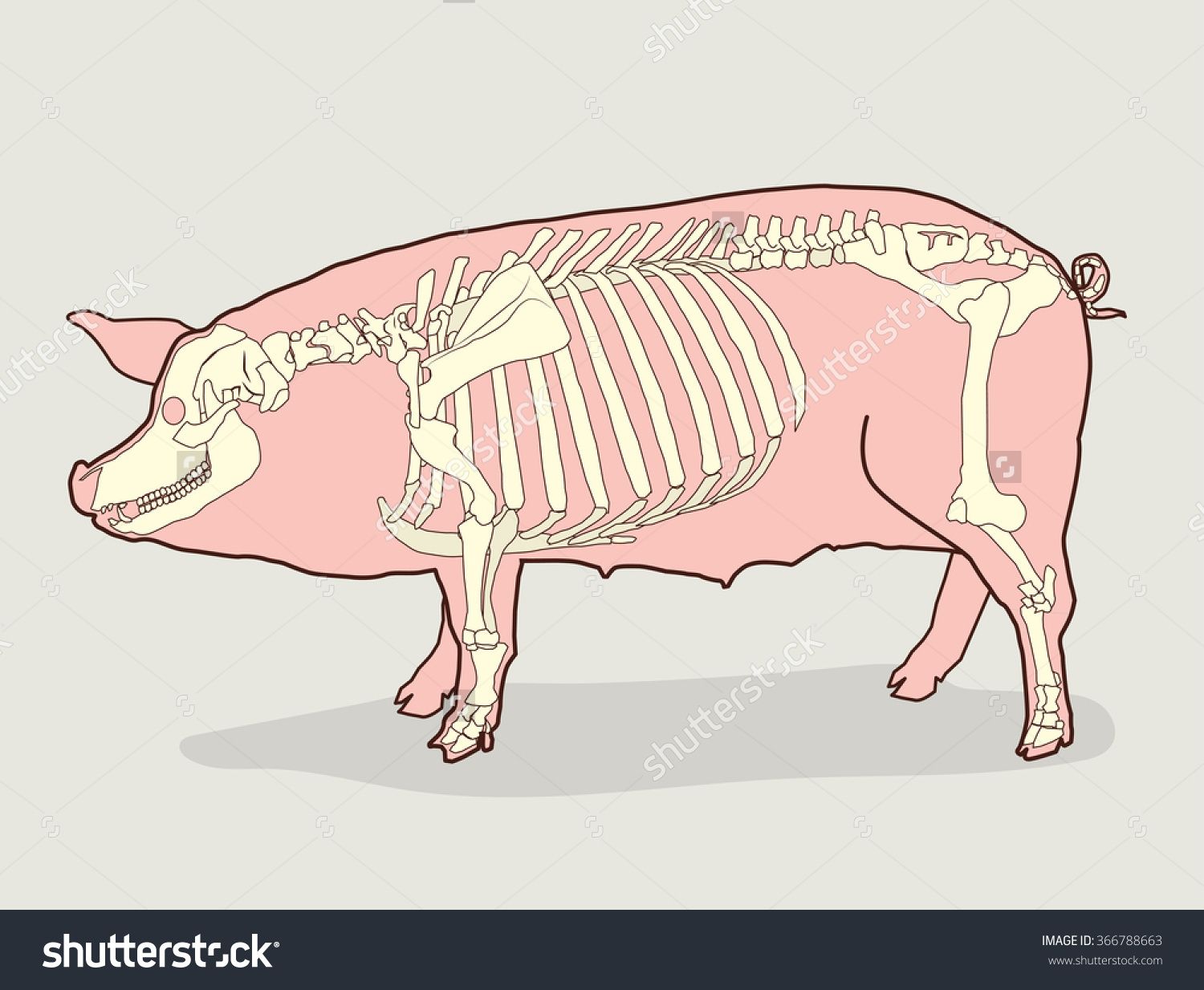 clipart pig skeleton