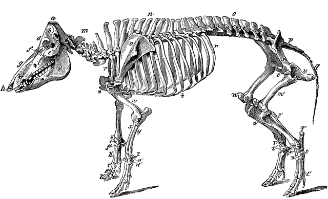 Clipart pig skeleton. Of a hog etc