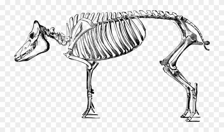 Collection of drawing high. Clipart pig skeleton