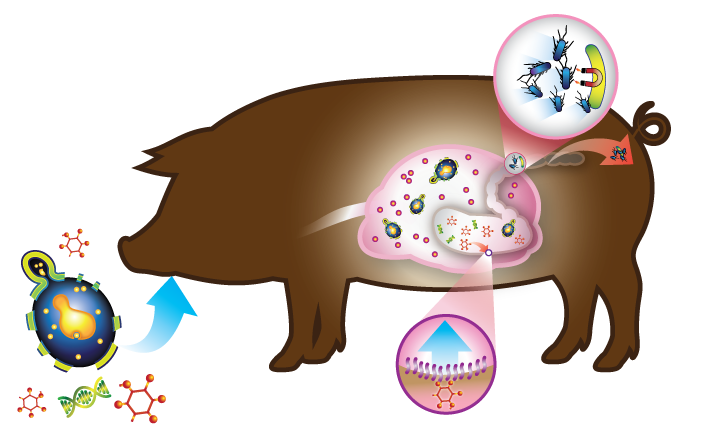 healthy clipart healthy immune system