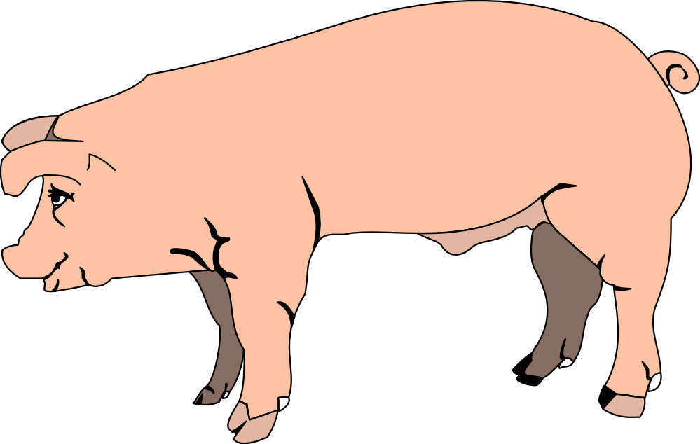 clipart pig teacher