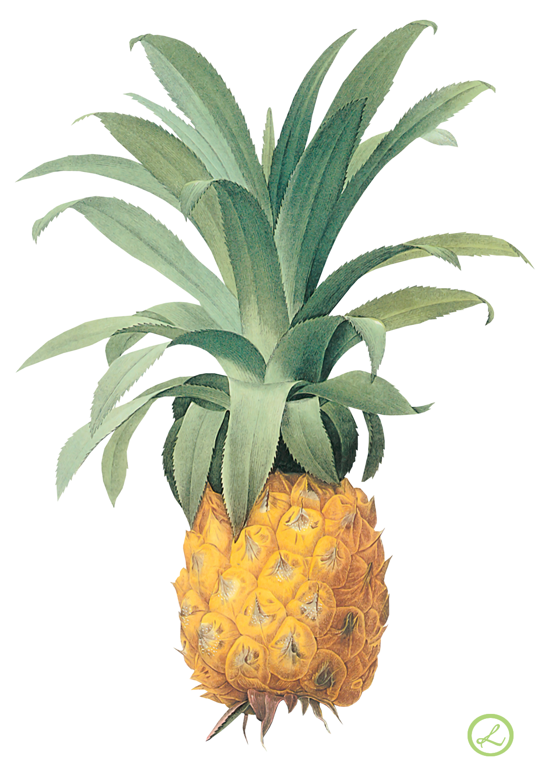clipart pineapple flower