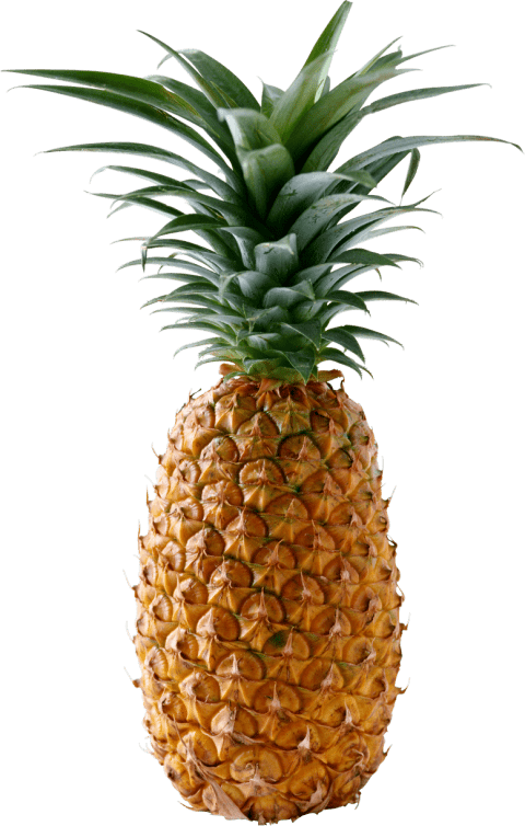 clipart pineapple high quality