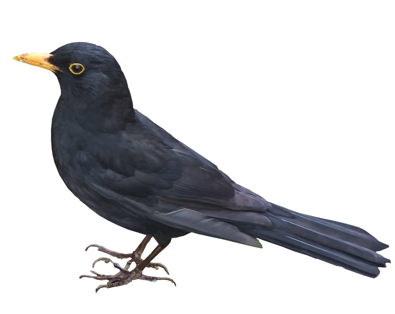 clipart plane blackbird