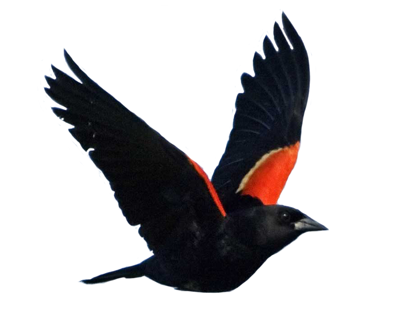 clipart plane blackbird