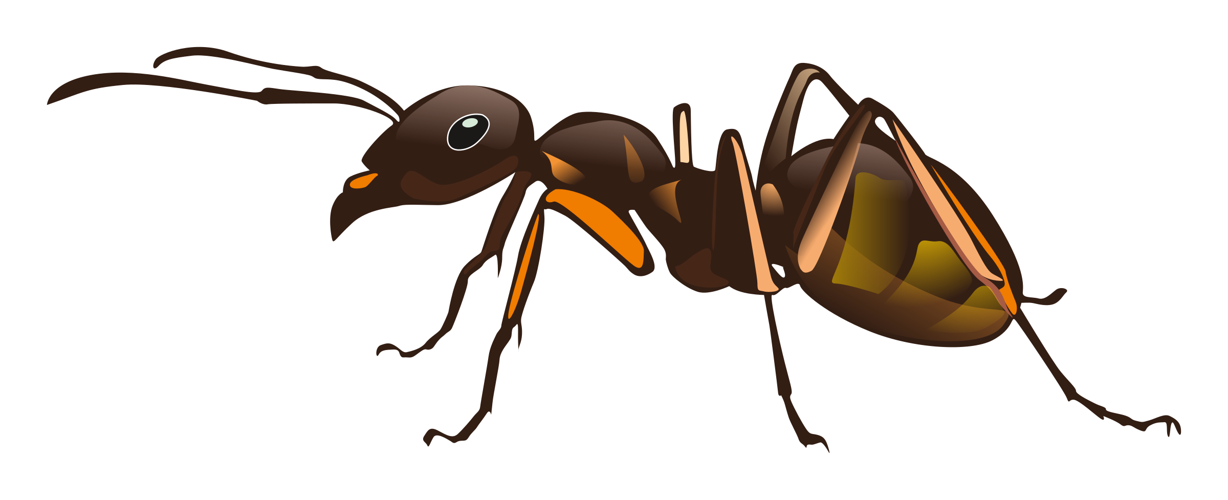 clipart png ant