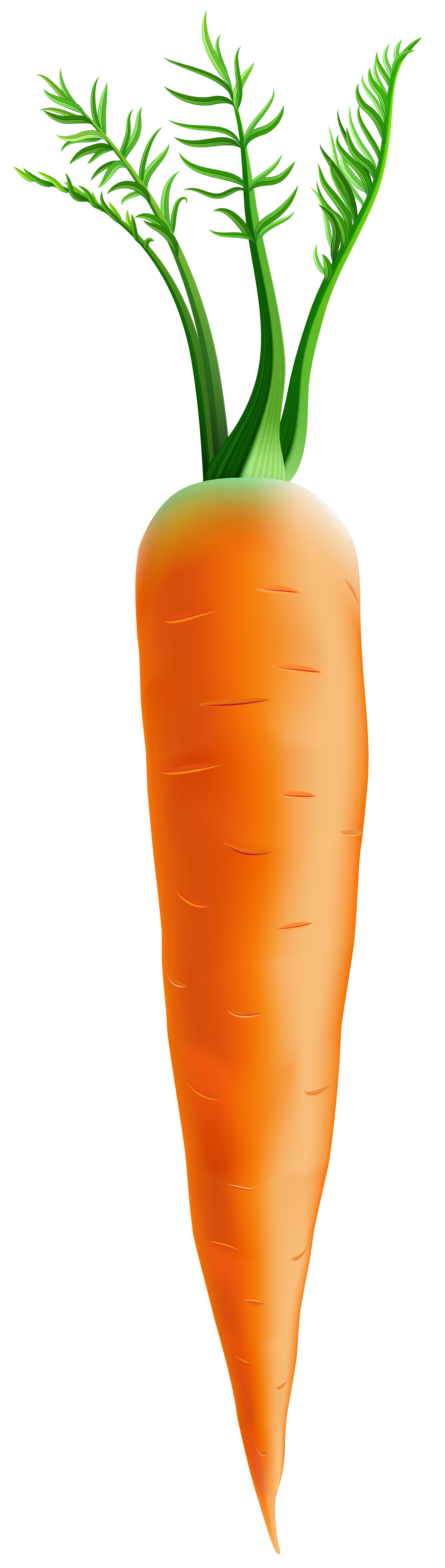 Clipart vegetables carrot. Png clip art image