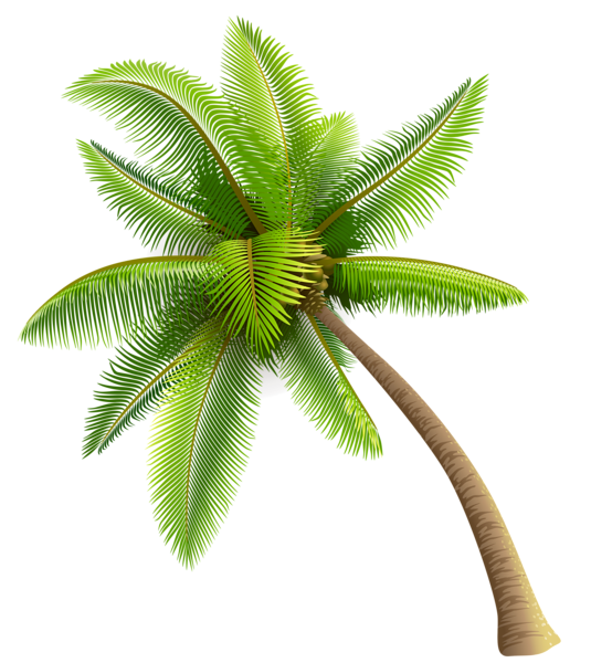 hawaii clipart coconut tree