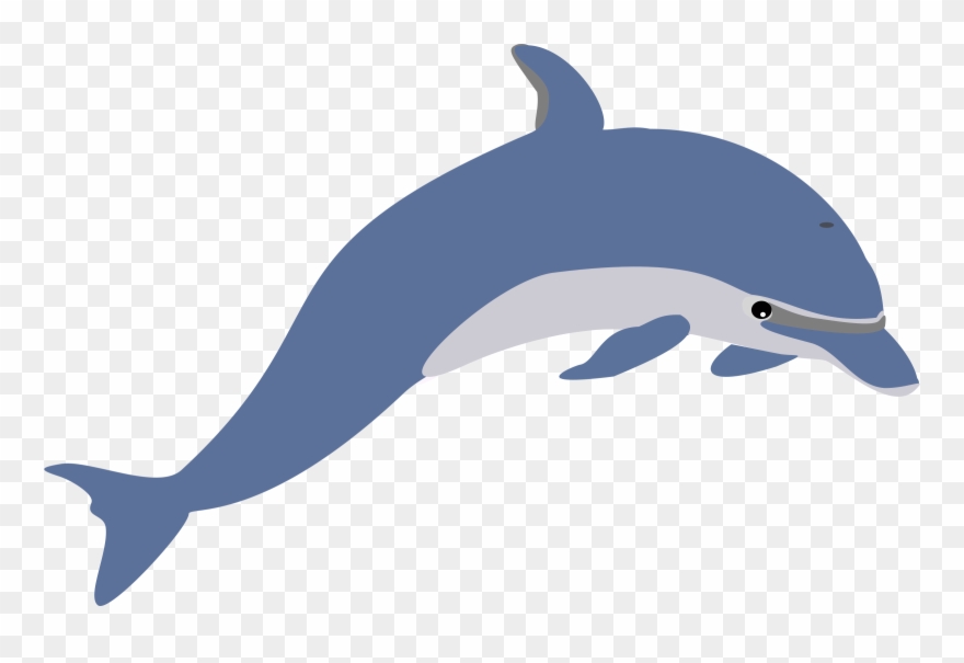 dolphin clipart dolpin