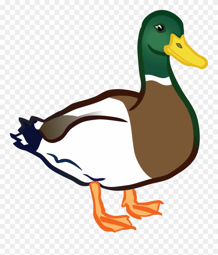 Ducks clipart real duck. Clip art png transparent