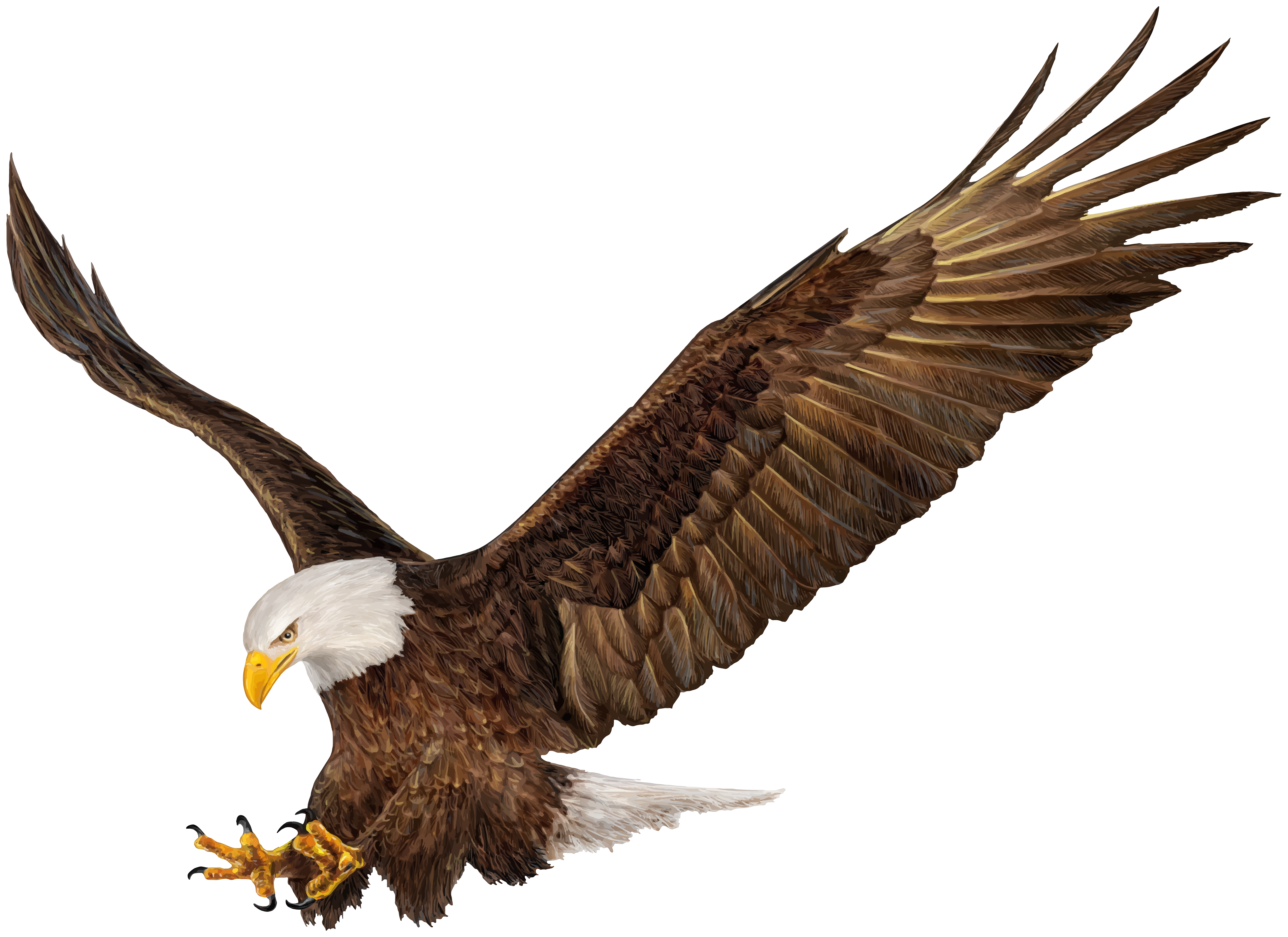 eagles clipart high resolution