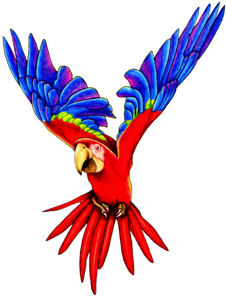 clipart png parrot
