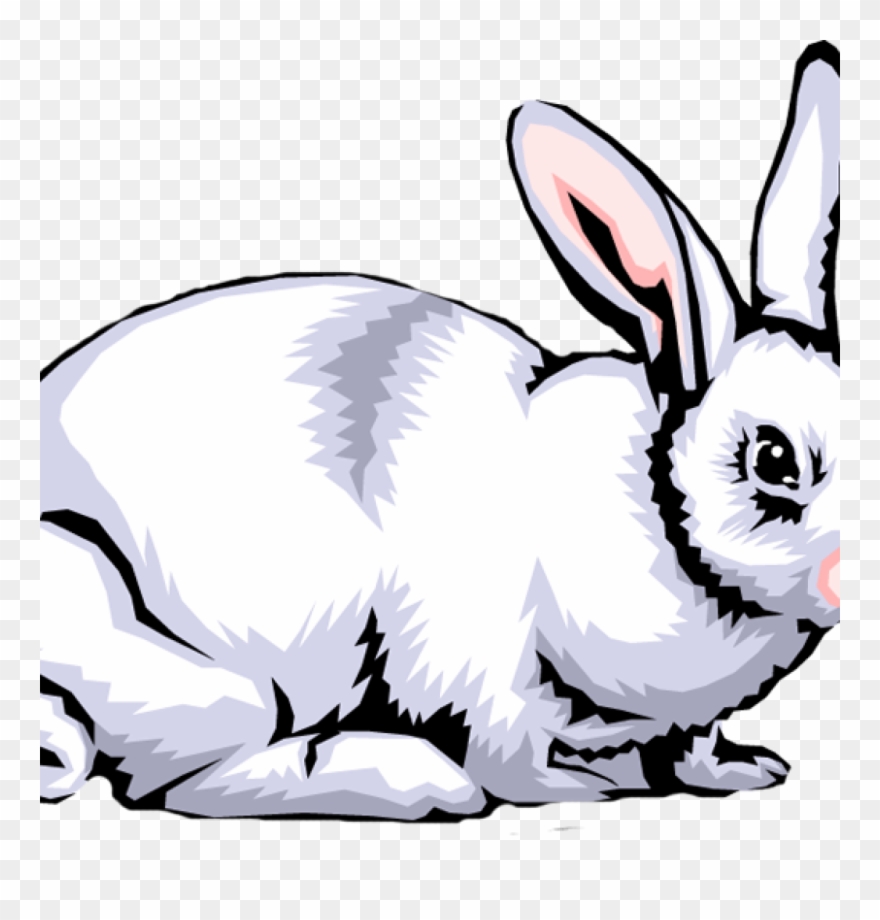 Clipart rabbit clip art. Free images white 