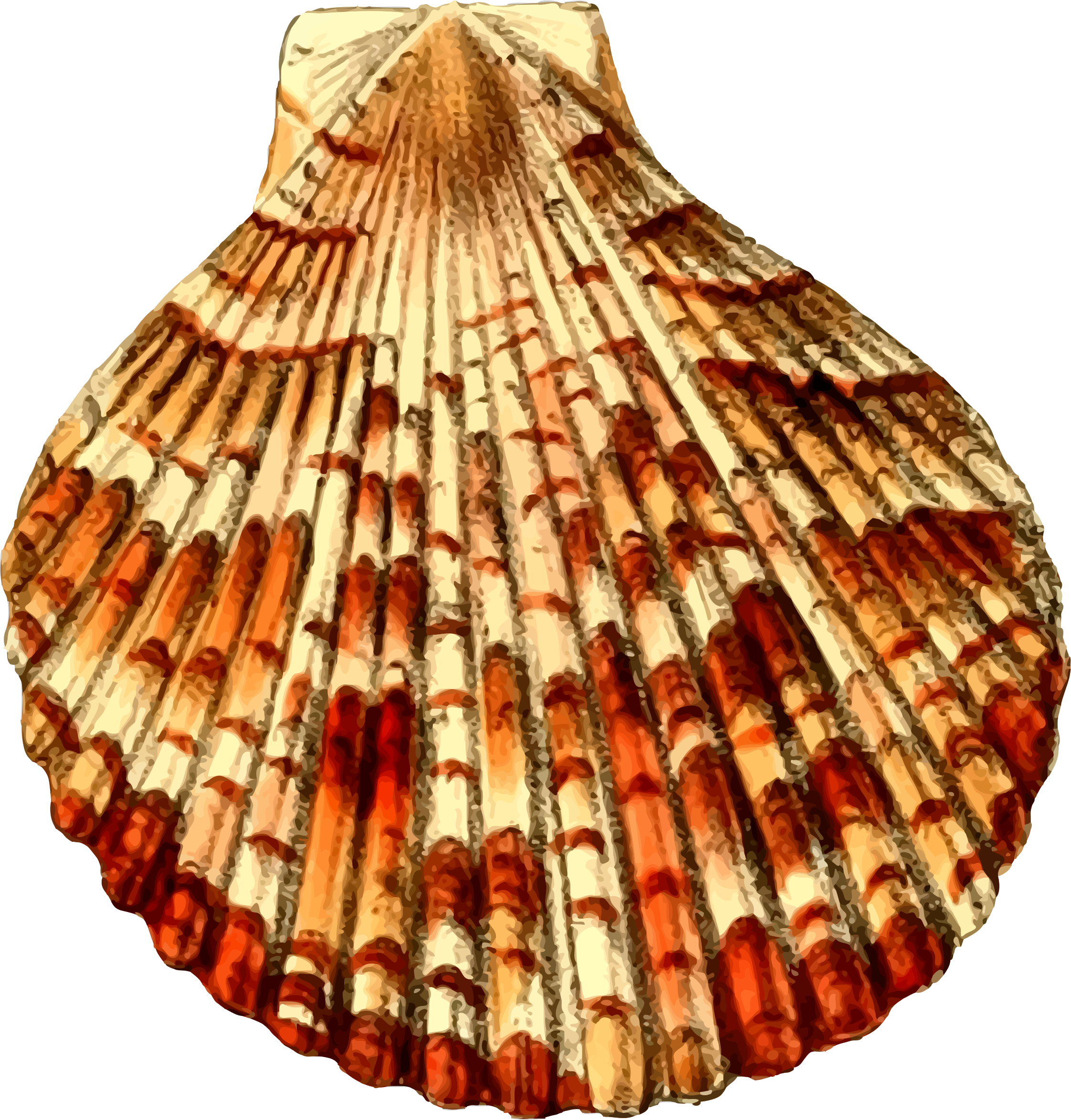 clipart png seashell