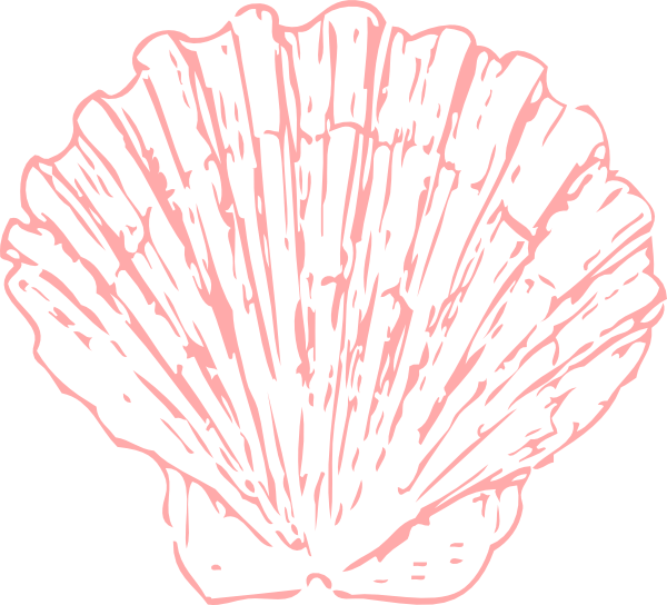 clipart png seashell