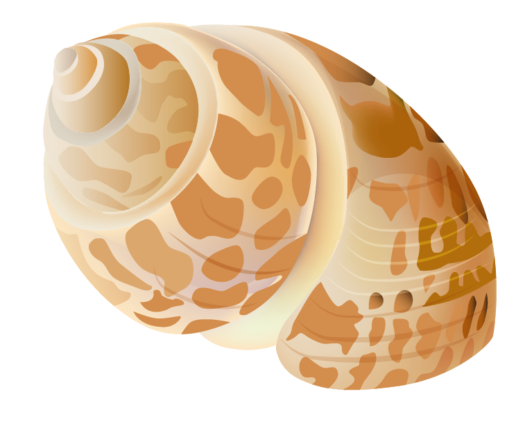 seashells clipart transparent background
