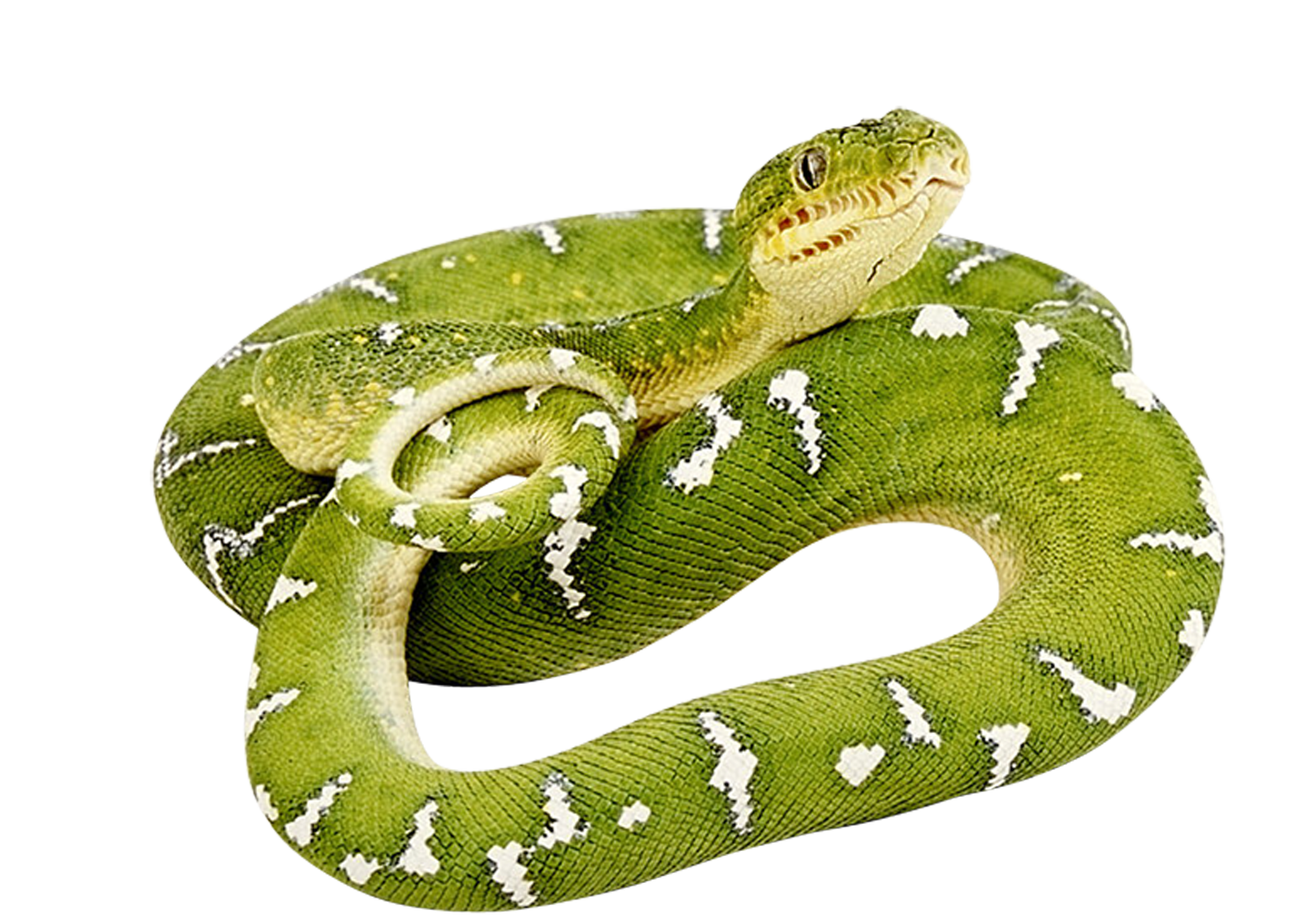 Snake clipart snack. Png image free download