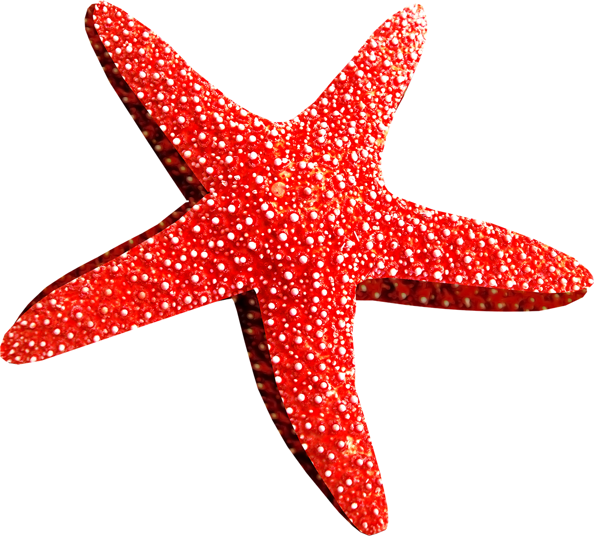 starfish clipart peach