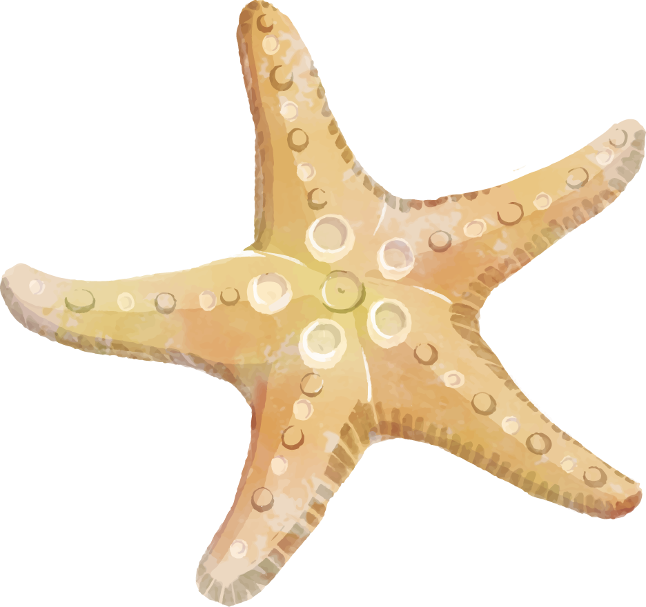 starfish clipart flish