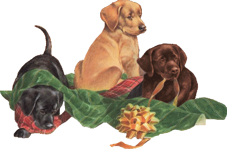 Clipart puppy chocolate lab. Shimmering silver labradors raising