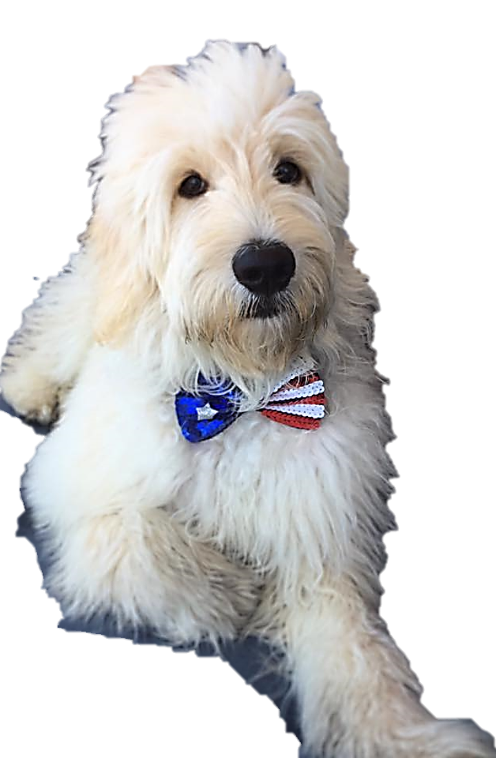 Clipart puppy golden doodle. My title goldendoodle arizona