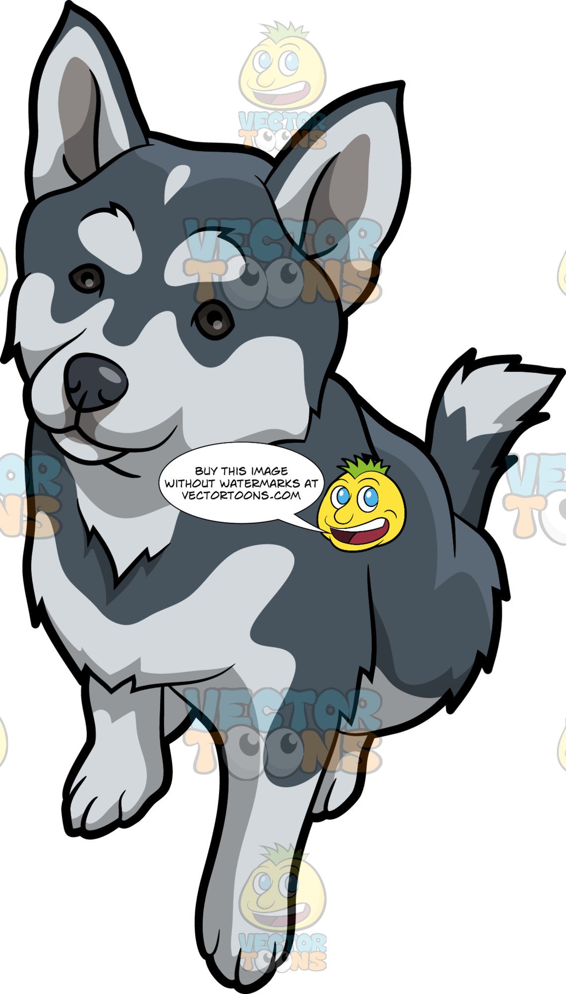 Clipart puppy pomsky. An attentive dog 