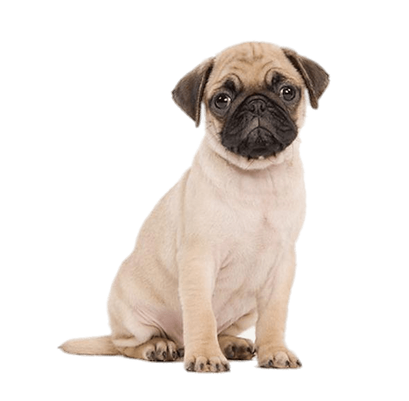 dogs clipart pug
