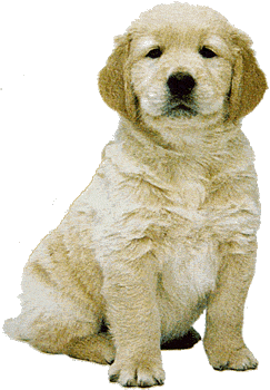clipart puppy real puppy