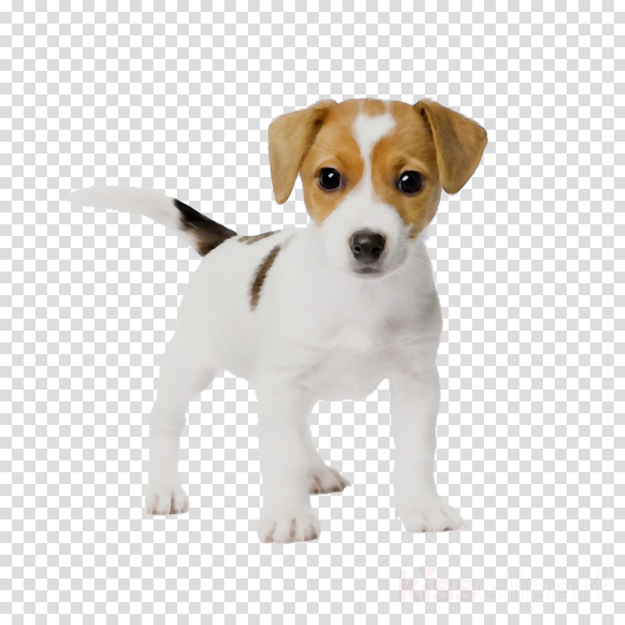 clipart puppy real puppy
