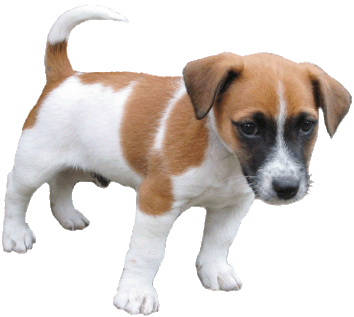 clipart puppy realistic