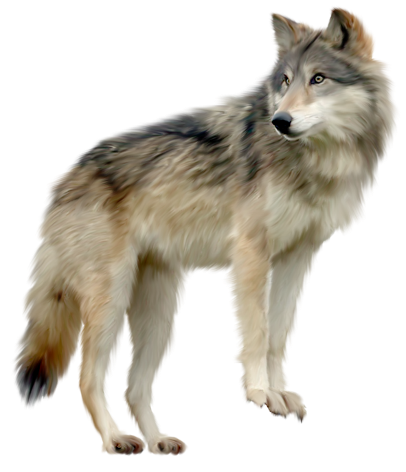 clipart puppy wolf