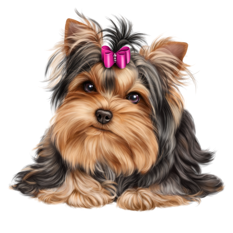 Download Head clipart yorkie, Head yorkie Transparent FREE for ...