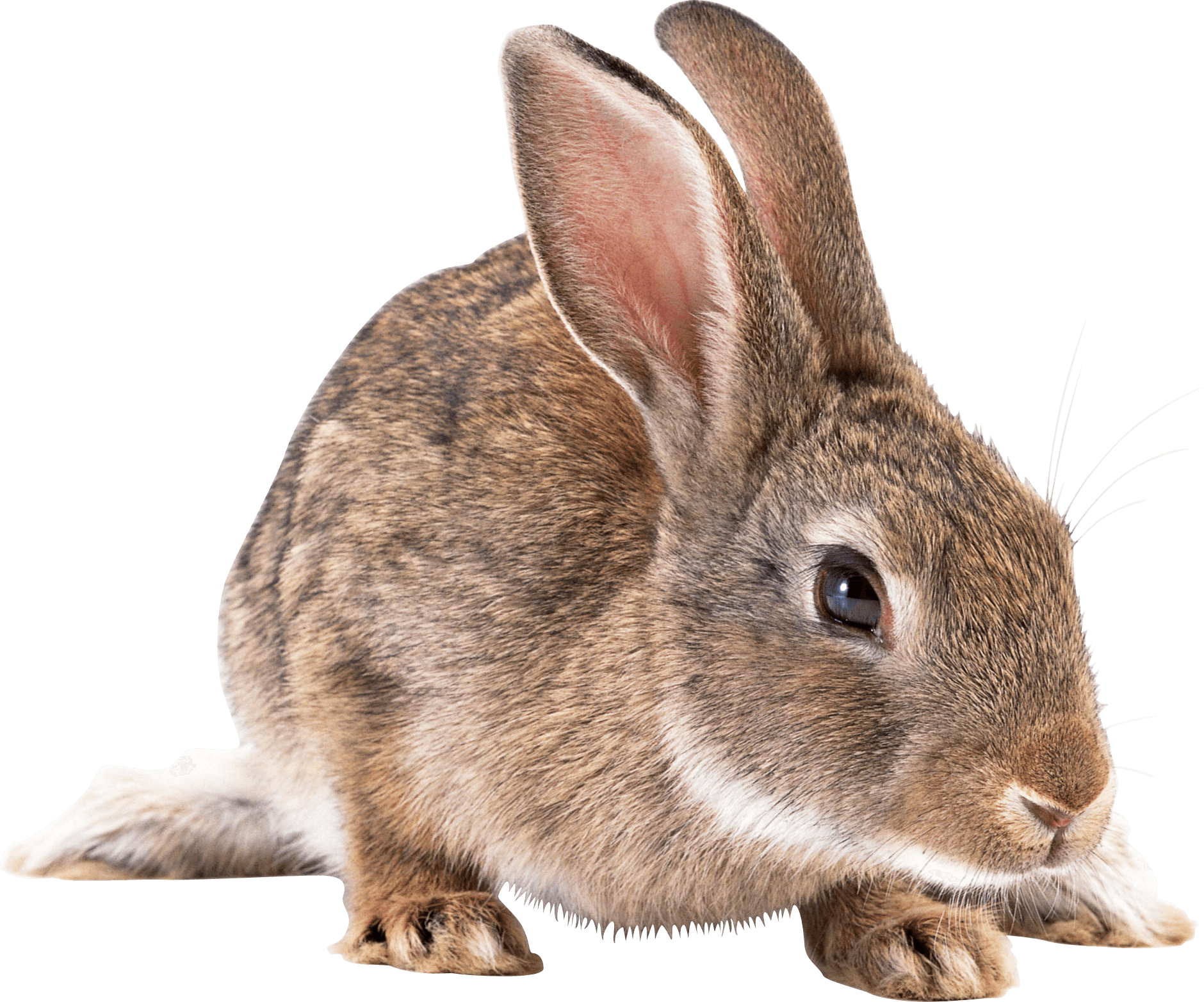 clipart rabbit brown rabbit