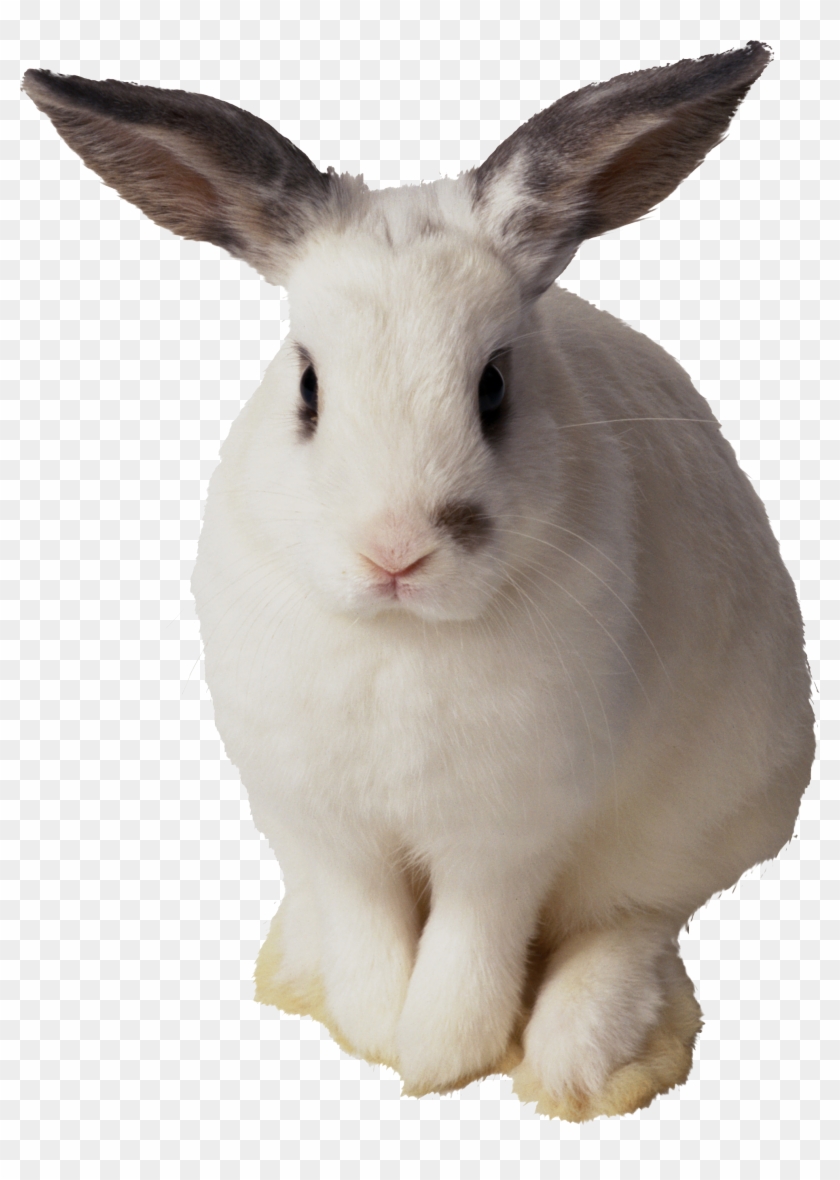 clipart rabbit clear background
