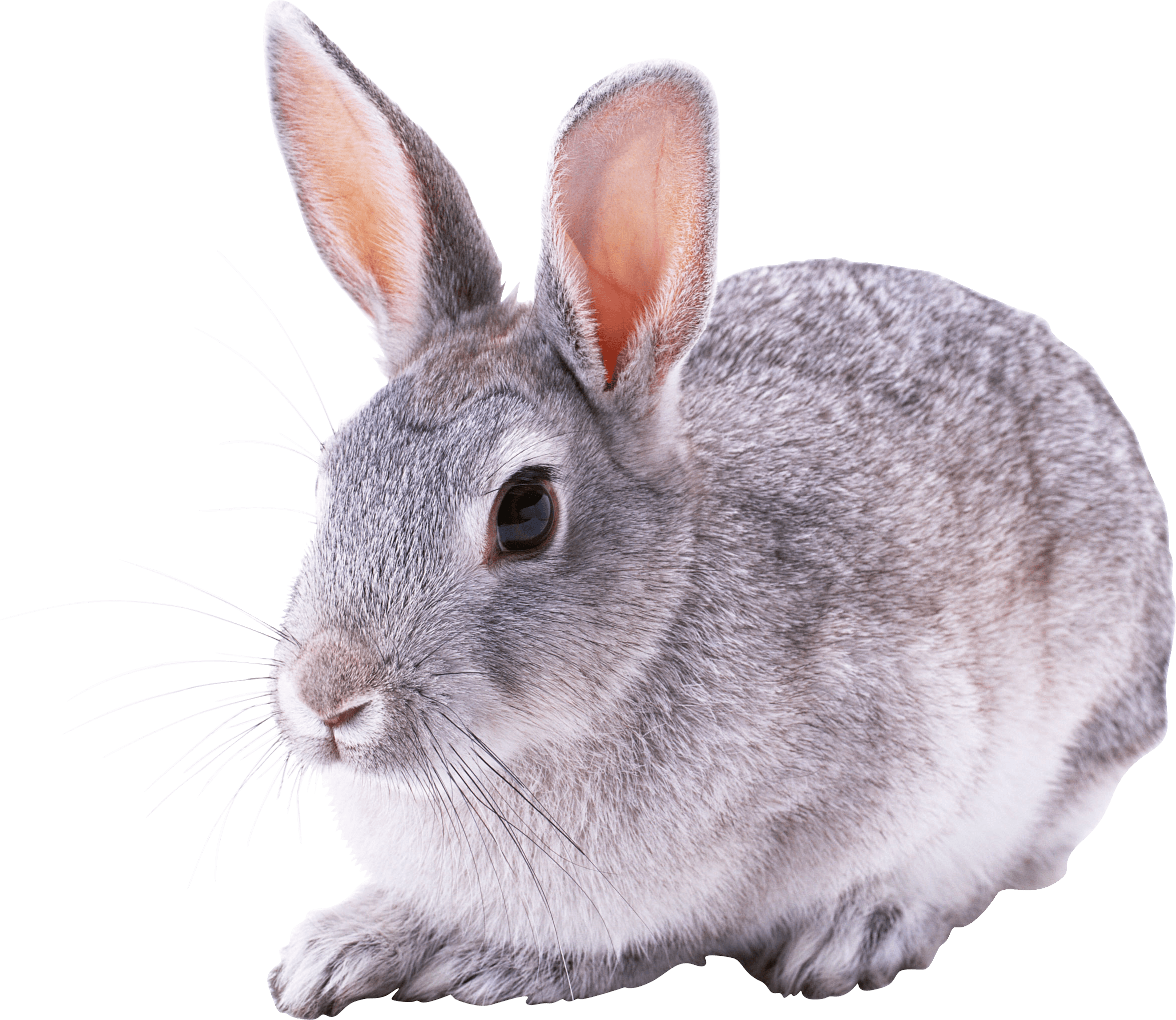 clipart rabbit cottontail rabbit