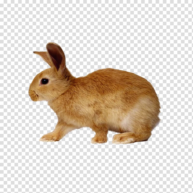 clipart rabbit cottontail rabbit