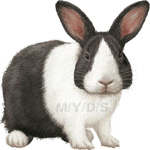 clipart rabbit dutch rabbit