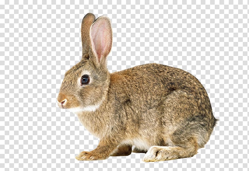 Clipart rabbit eastern cottontail, Clipart rabbit eastern cottontail