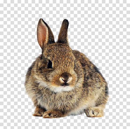clipart rabbit eastern cottontail